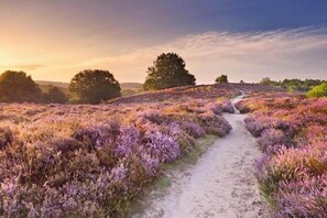 Un sentier traverse un champ de fleurs violettes et mène à un arbre.