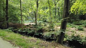 Un área boscosa con un sendero de concreto que sigue a un arroyo.