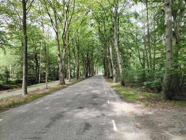 A paved road flanked by tall trees in a forested area.