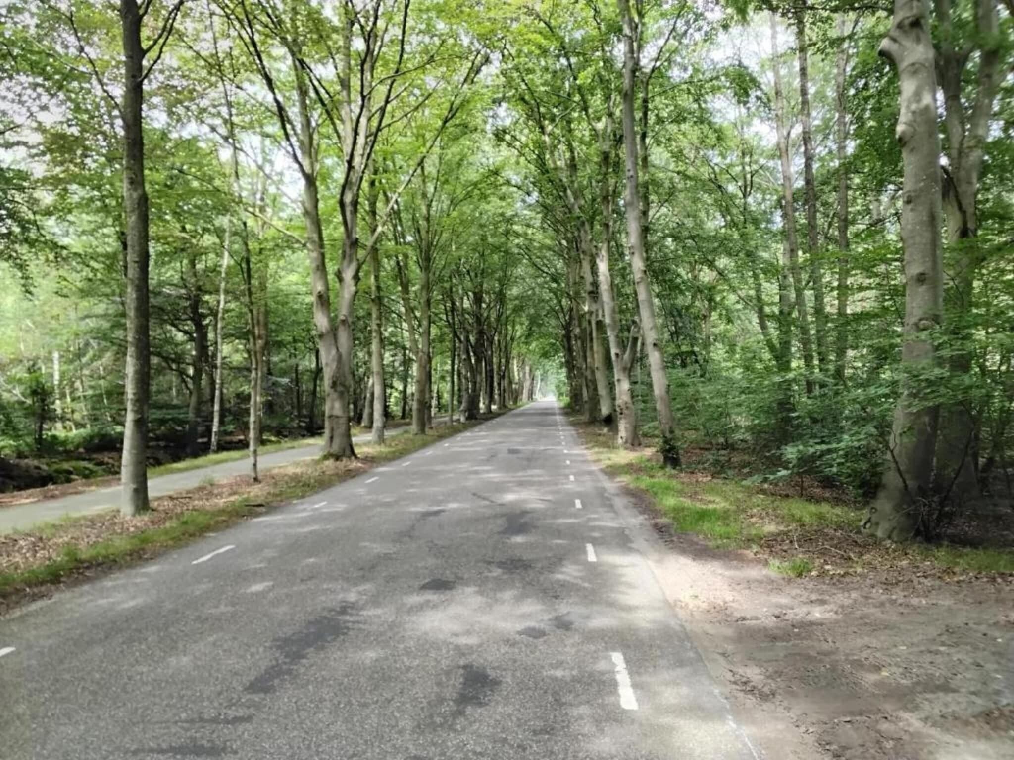 Una carretera pavimentada bordeada por altos árboles en un área boscosa.