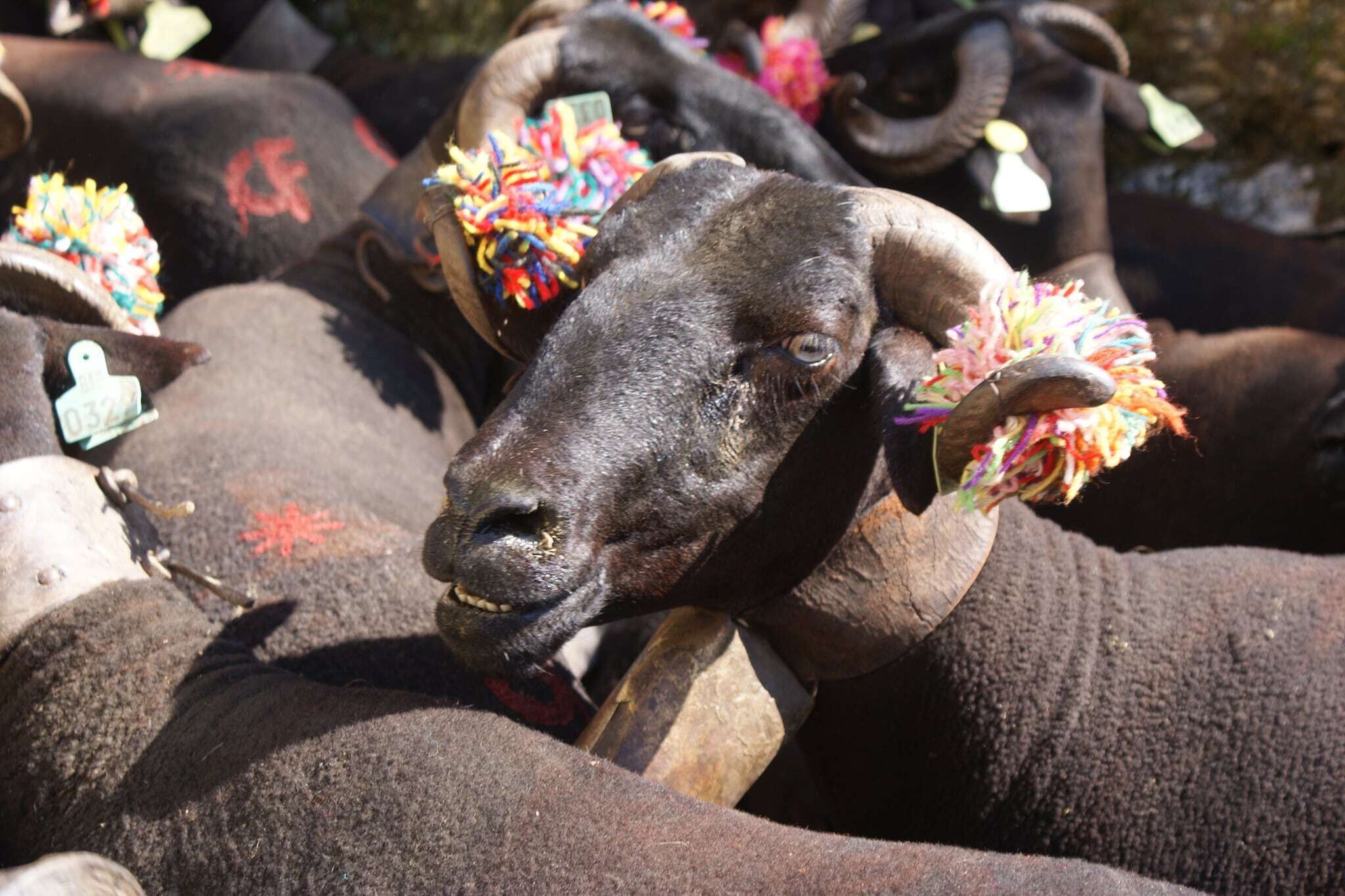 A group of goats with colorful decorations on their ears.