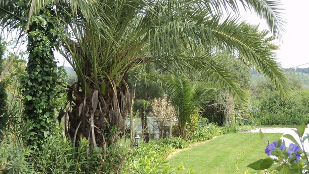 Un jardin luxuriant, avec une grande variété de plantes et un palmier.