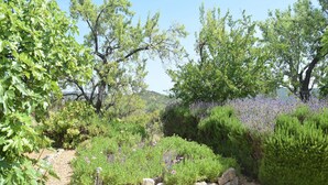 Un jardin agrémenté de diverses plantes et arbres, un chemin de gravier et un mur de pierres.