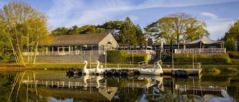 A lakeside building with a dock, swans, and a covered area.