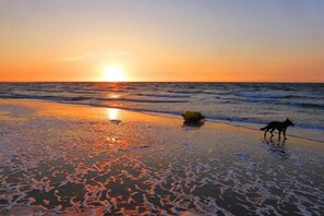 Une plage au coucher du soleil, avec des vagues, un chien et un objet jaune sur le sable.
