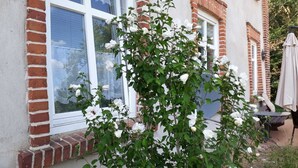 Un bâtiment à la façade en briques, doté de grandes fenêtres et orné d’une plante à fleurs devant l’entrée.