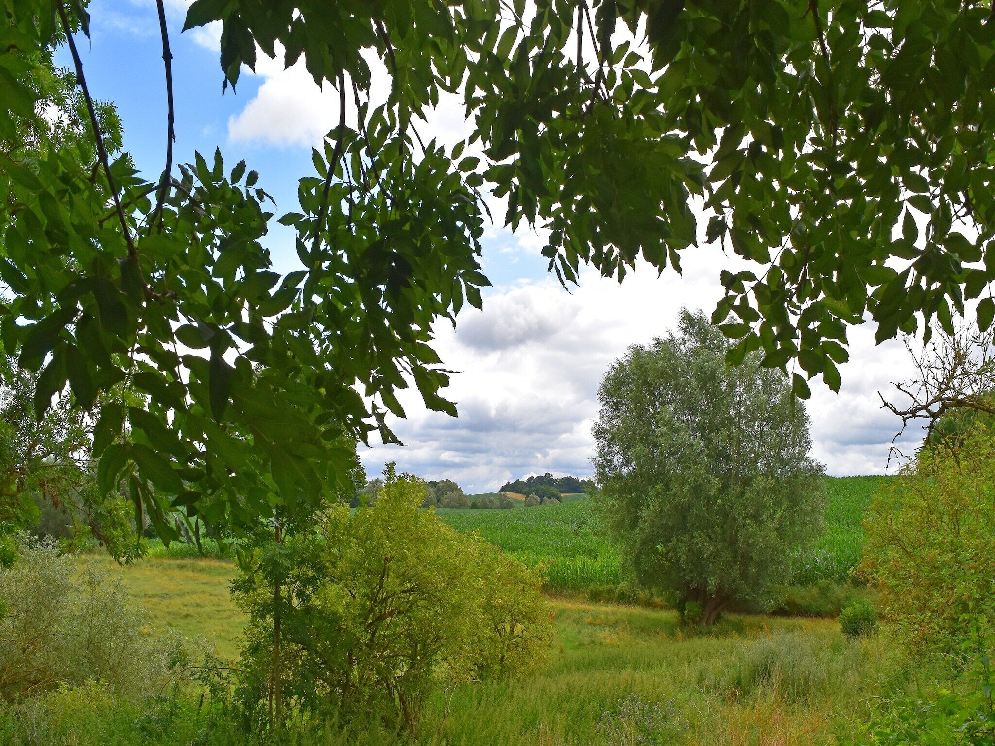 Un paisaje natural con árboles y un campo.