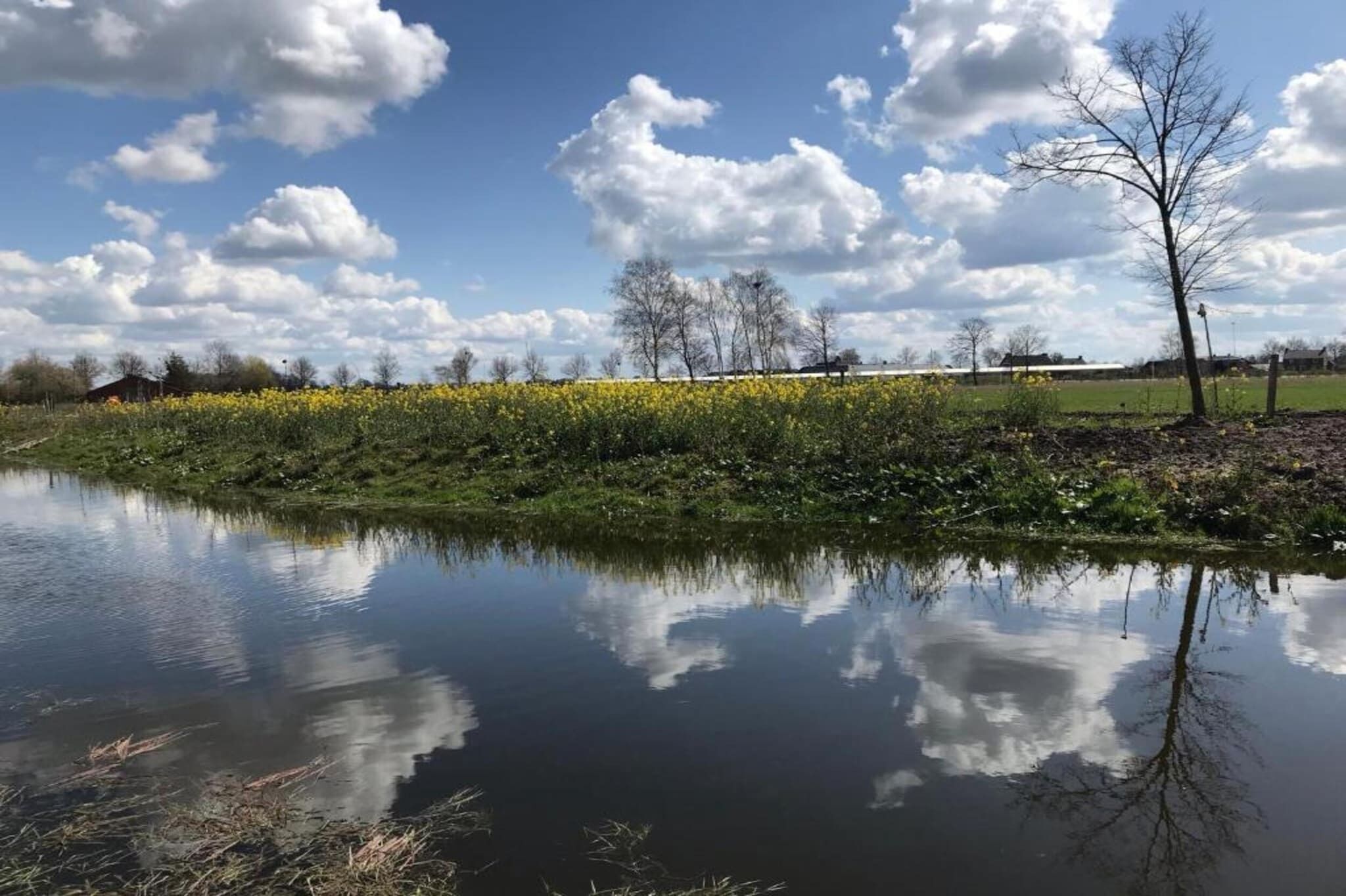 Ein ruhiger Fluss spiegelt Bäume wider, darunter ein Feld mit gelben Blüten unter einem teilweise bewölkten Himmel.