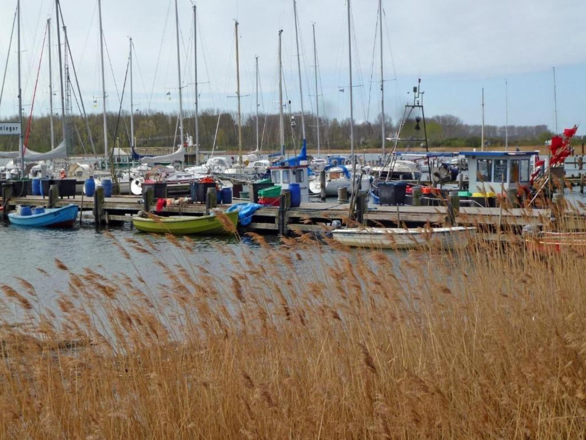 Un puerto deportivo con varias embarcaciones amarradas, rodeado de altas hierbas.