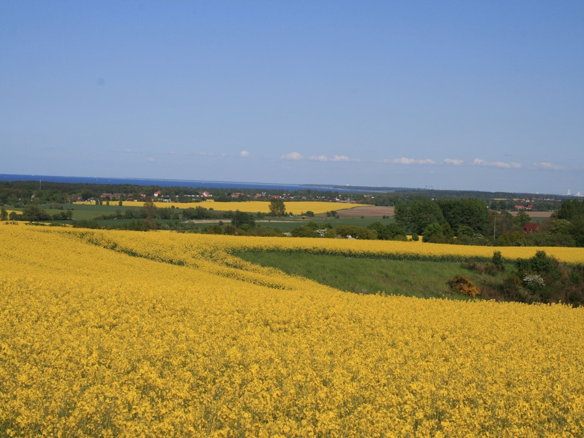A vast field of yellow flowers under a clear sky.