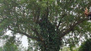 Un grand arbre aux feuillages denses, situé dans une zone herbeuse.