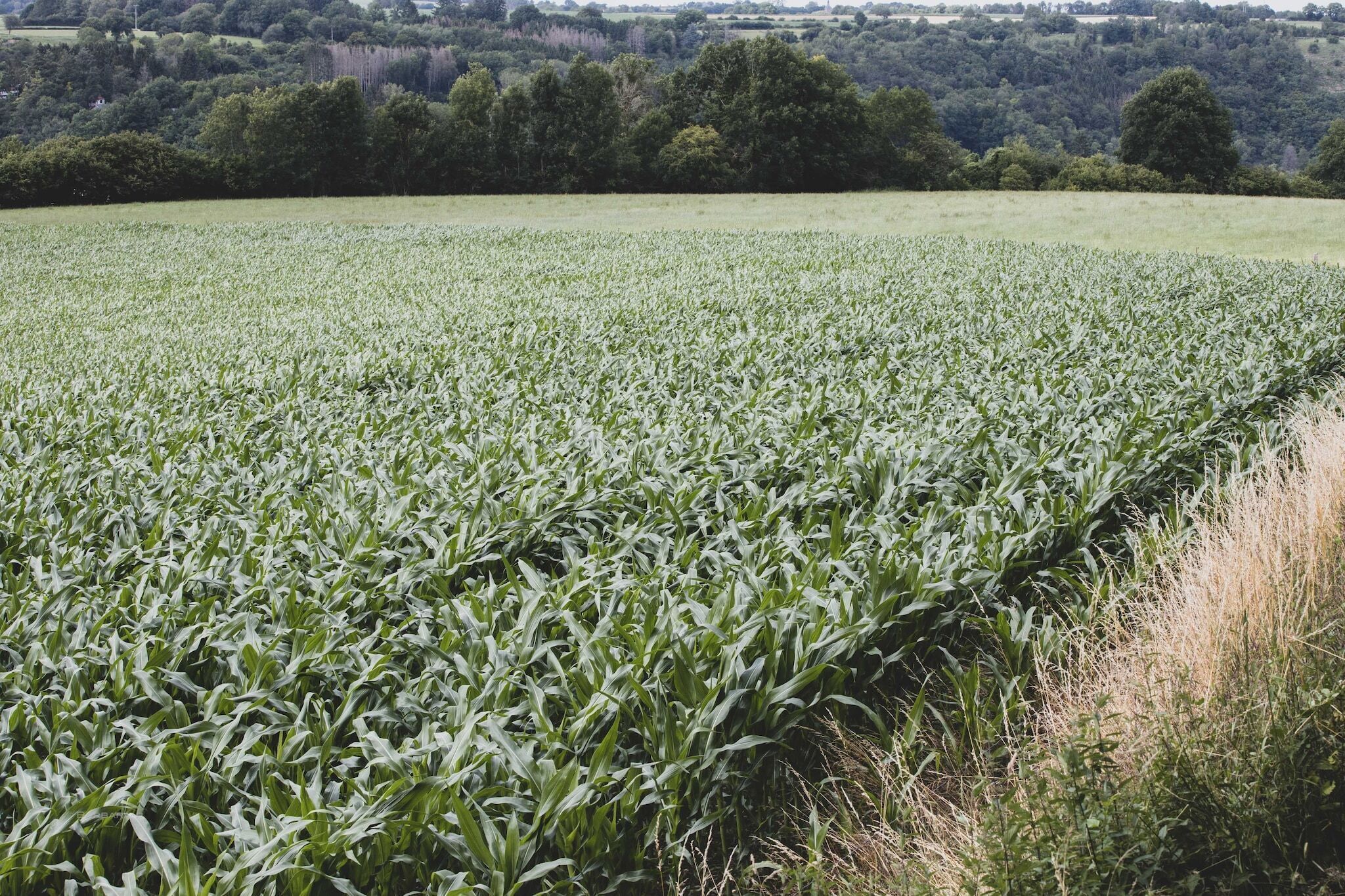 Un champ cultivé, avec une vue lointaine sur une zone boisée.