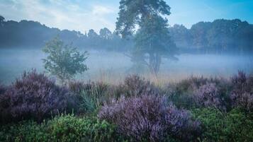 A misty landscape with a prominent tree in the center, surrounded by dense vegetation.