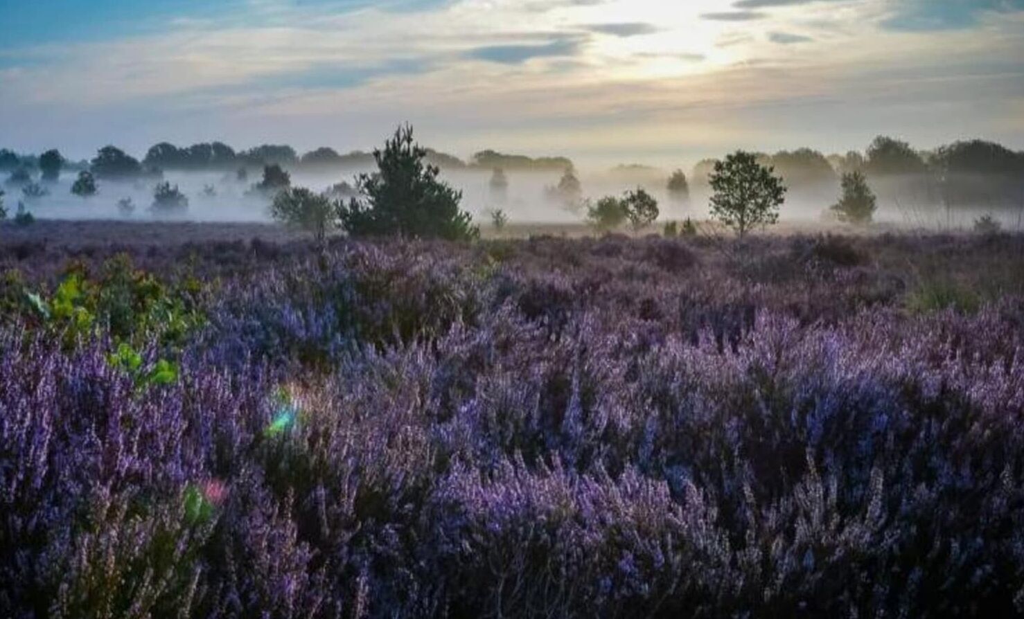 Un campo de flores moradas bajo un cielo nublado.