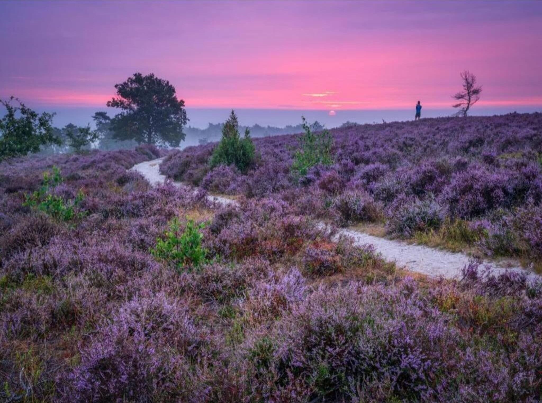 Paesaggio naturale con un sentiero che si snoda tra la brughiera viola.