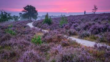 Een natuurlandschap met een pad dat door paarse hei leidt.
