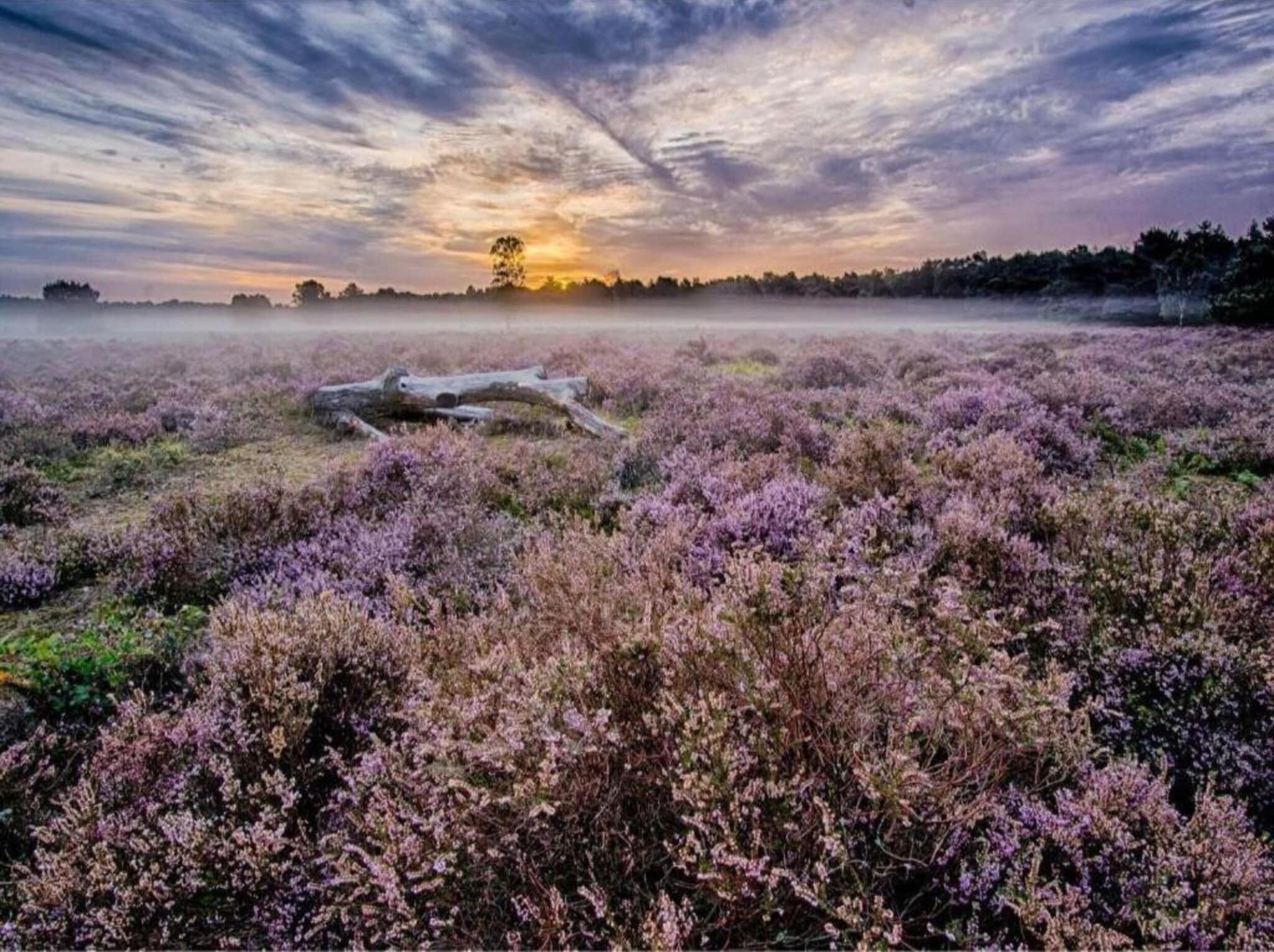 A field of purple heather with a fallen tree in the foreground and a sunset in the background.