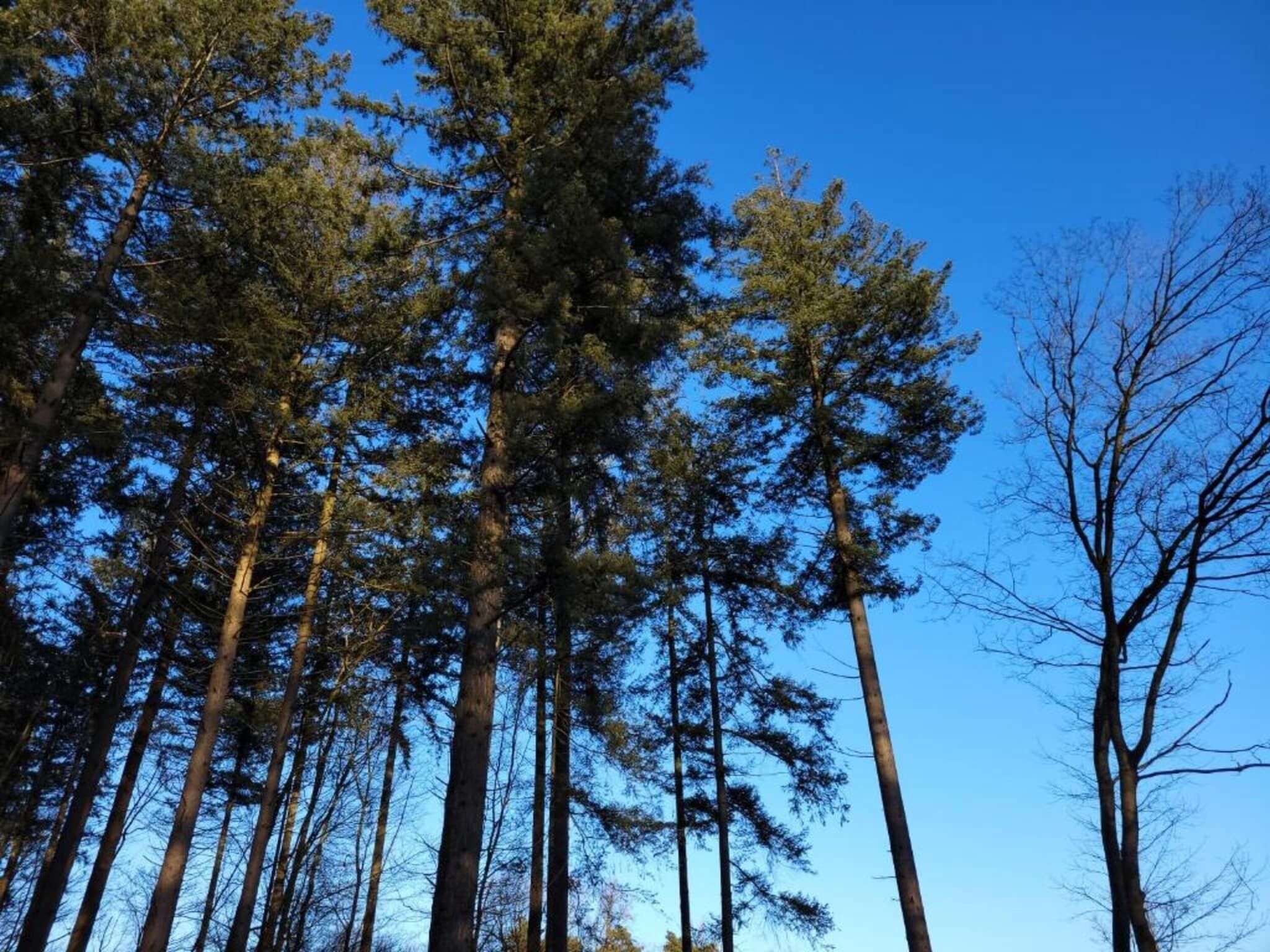 A forest of tall, slender trees with a clear blue sky above.