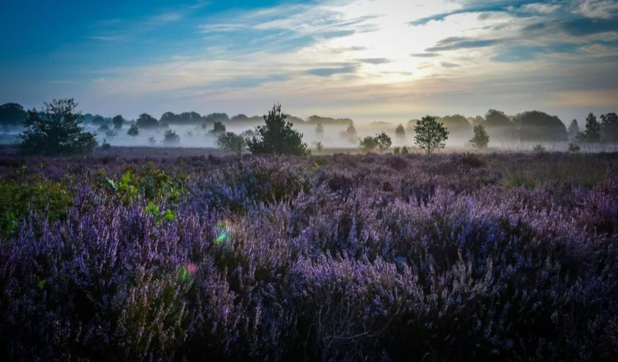 Un champ de fleurs violettes sous un ciel nuageux.