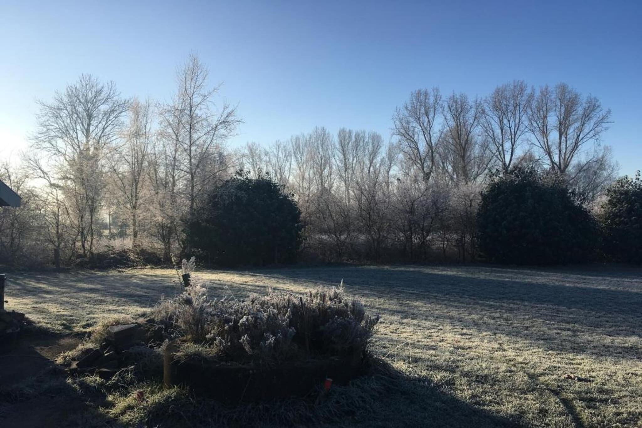 A frosty outdoor area with trees and bushes, a clear sky, and a path.