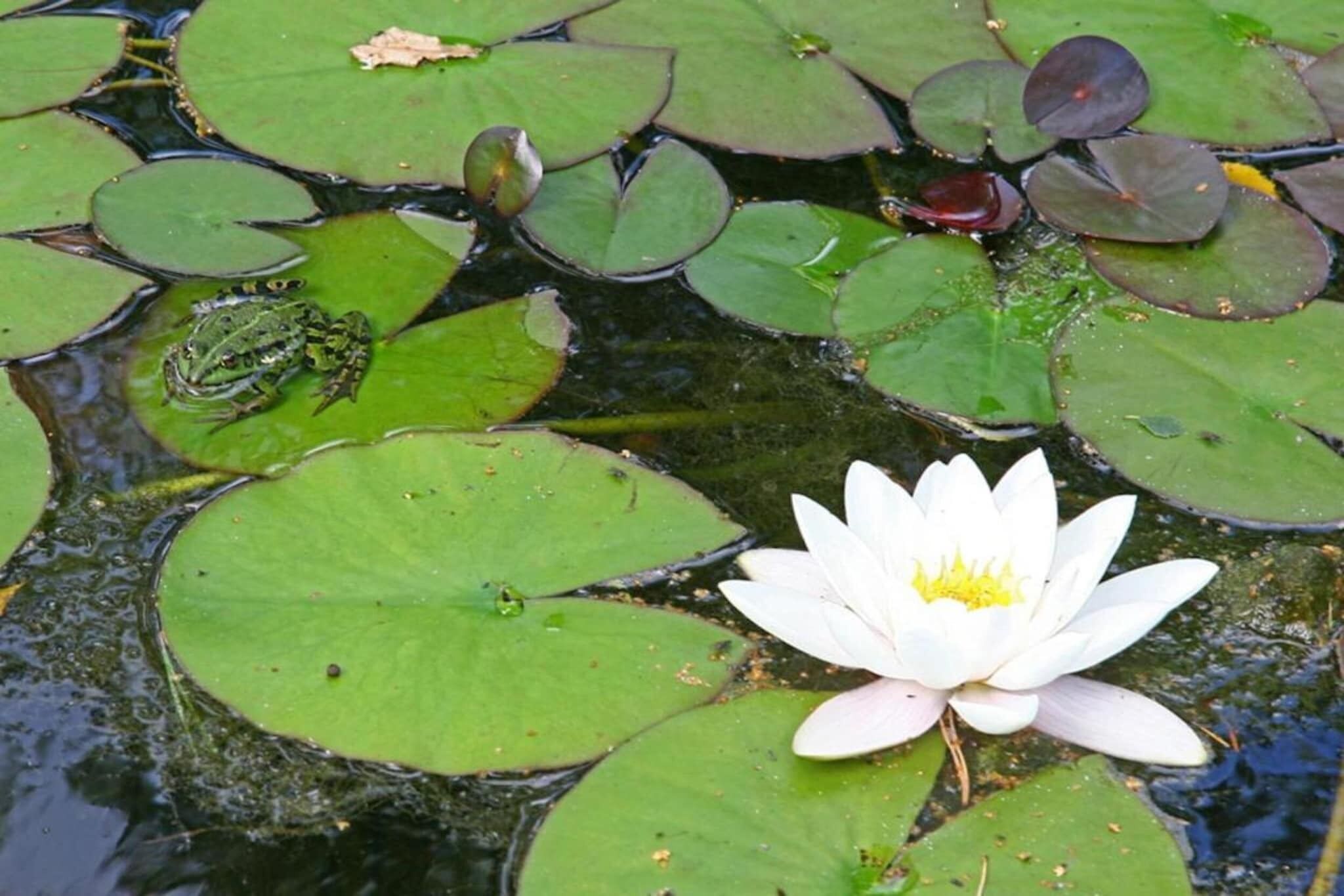 Ein Teich mit Seerosen und einem Frosch.
