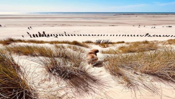 A sandy beach with dunes and a dog in the foreground. - Comfortable Villa in Berck (Berck-Sur-Mer)