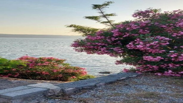 A view of a lake with pink flowering bushes and a stone pathway. - Apartment on Pag Island near Seabeach (Novalja)