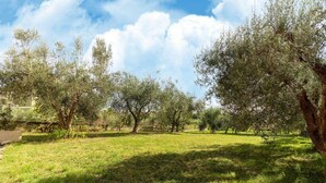 An outdoor area with olive trees and a grassy field, likely part of a property or park.