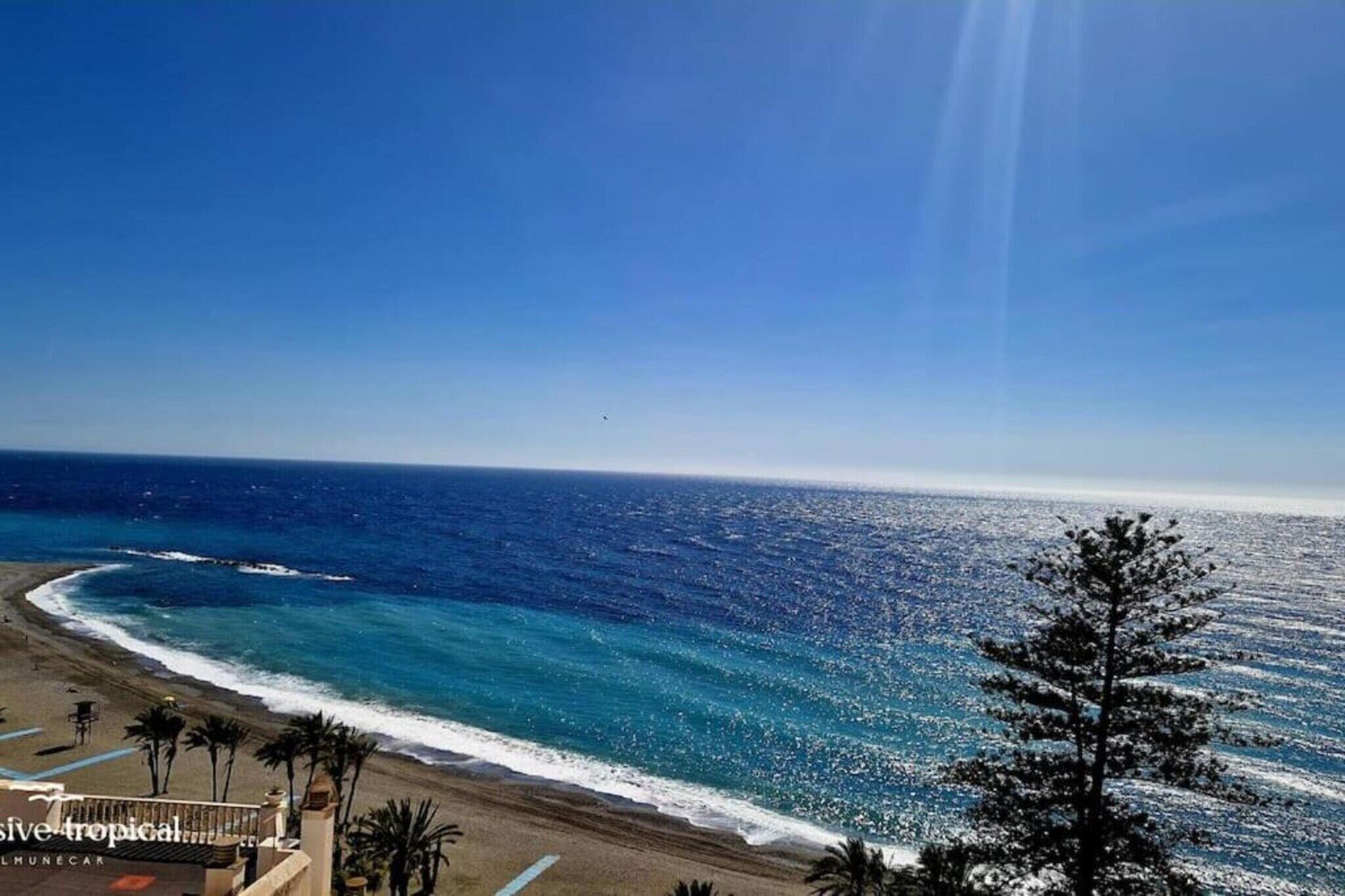 A beach view with a clear sky, ocean waves, and a single tree in the foreground.