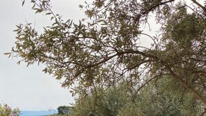A tree in a backyard with a stone wall and a wooden fence in the background. - La Joséline  (Flayosc)
