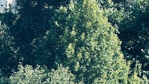 Apartment, 1 Bedroom, Smoking, Balcony | Exterior - A&X Lovely and Central Apartment - 24H Self Check-in (Tirana)