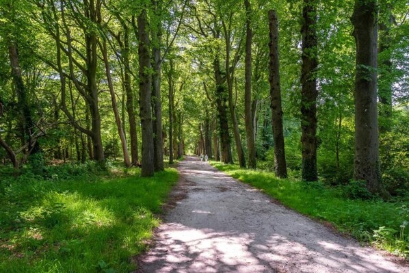 A forest path surrounded by tall trees. - Water Lodge in Netherlands with Paddleboarding (Zeewolde)