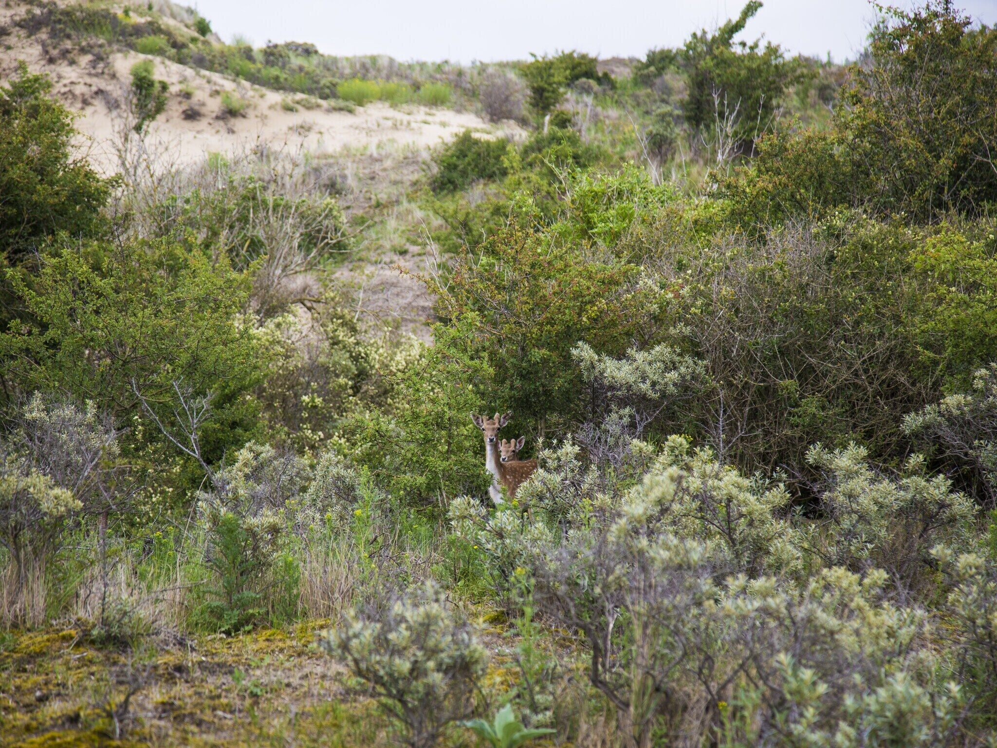 Omgeving [zomer] (1-5 km)