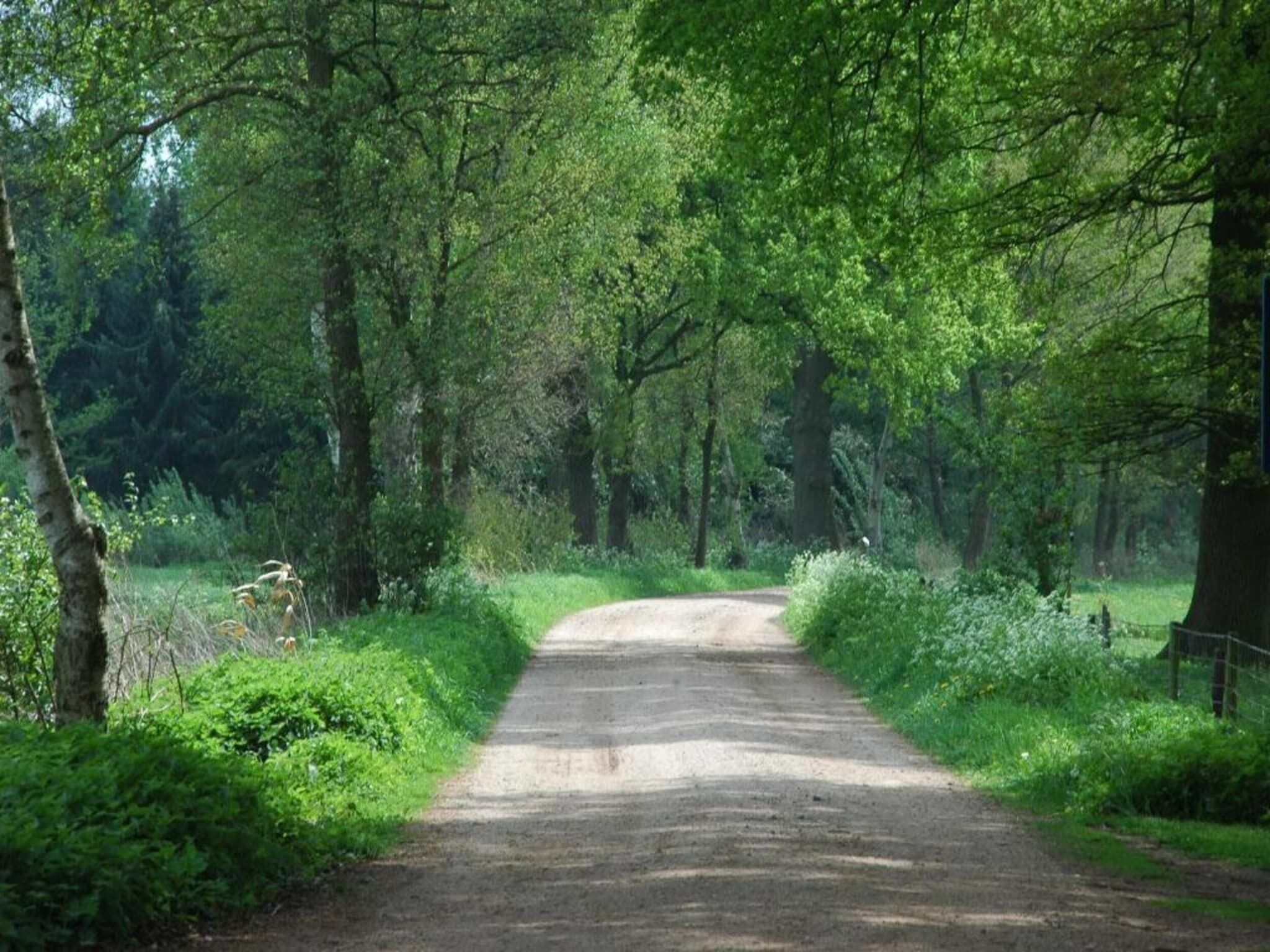 A narrow, unpaved country road surrounded by dense greenery and trees.