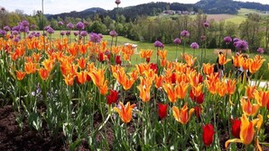 Un champ de tulipes avec, au fond, des alliums violets.
