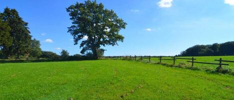 A grassy field with a large tree and a wooden fence.