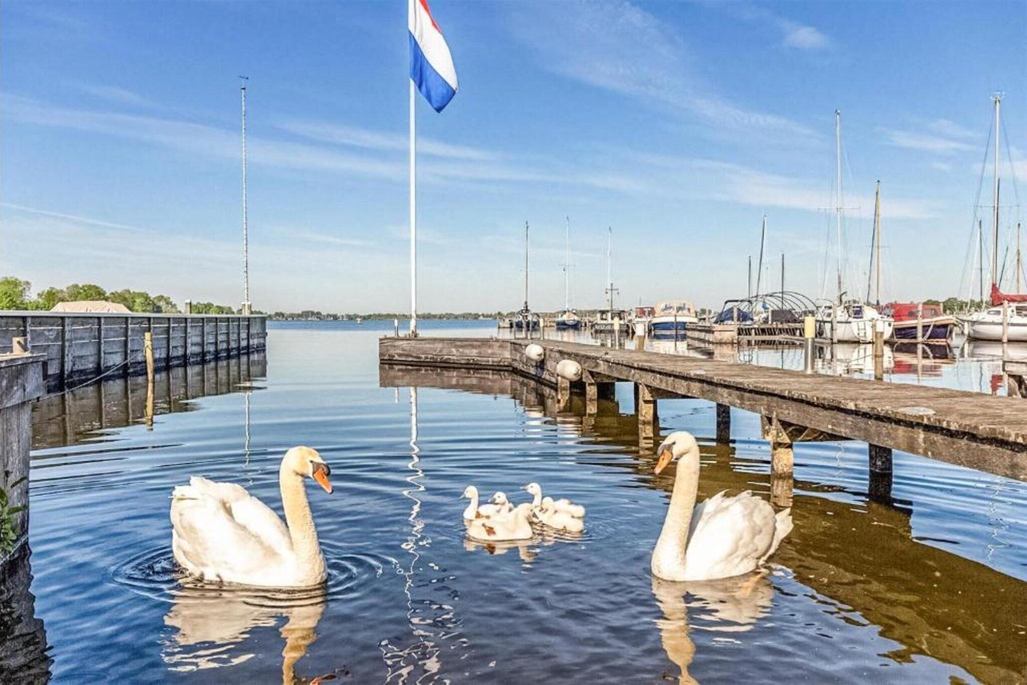 A marina with swans swimming in the water, a flagpole with a flag, and boats docked.