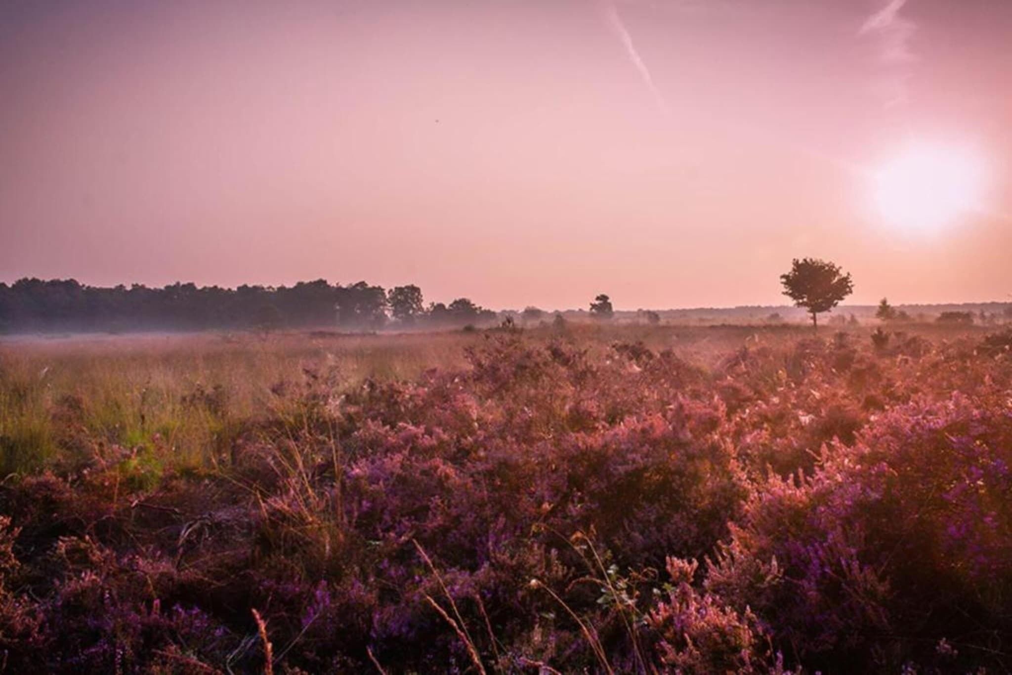 Un camp de baladre morada i un arbre solitari a la distància sota un cel rosat.