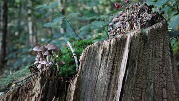 Una escena de bosque con un tocón donde crecen varios hongos.