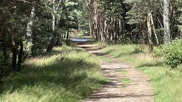 Un sentier bordé d’arbres qui mène à un plan d’eau.
