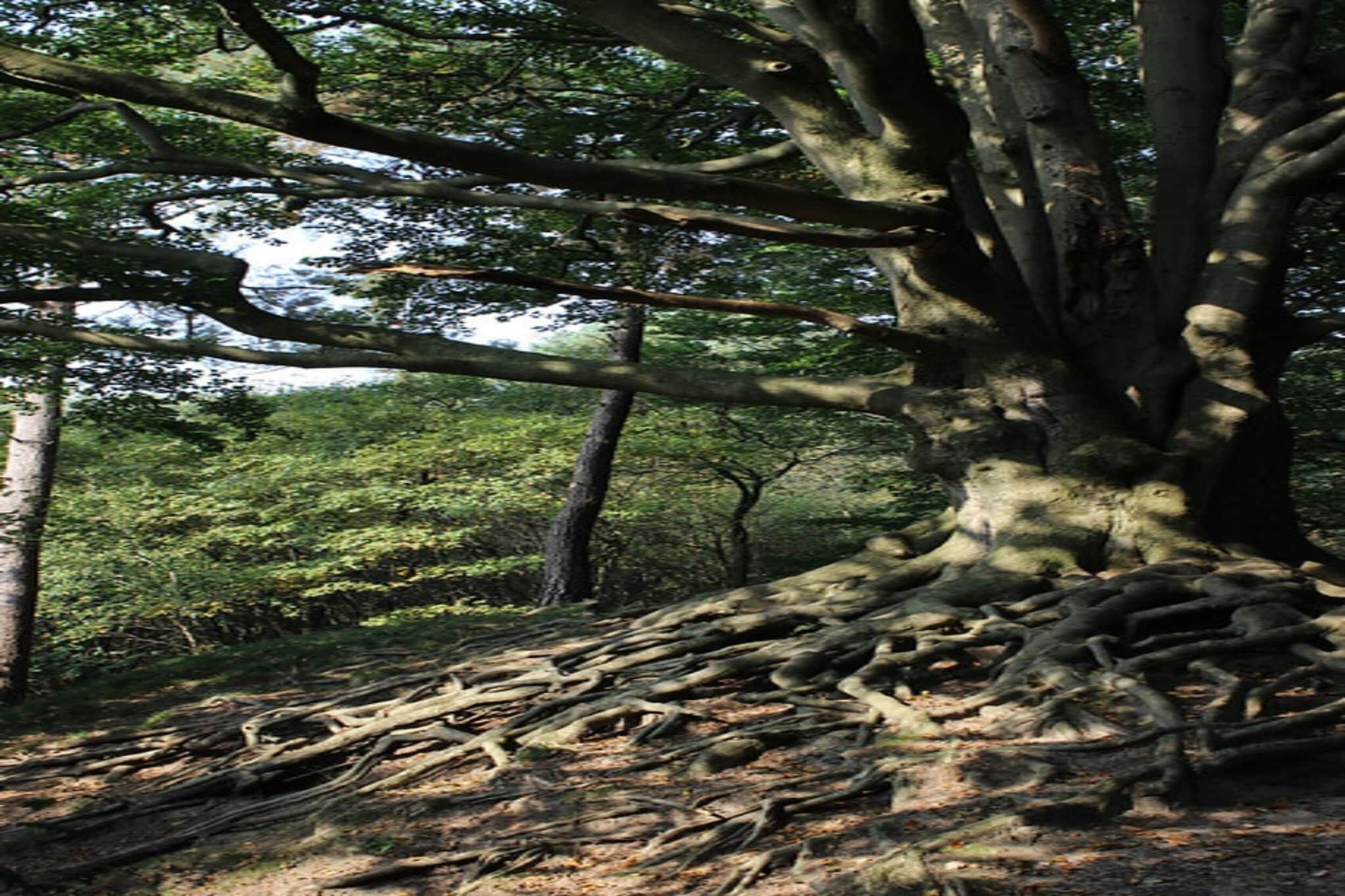 A large tree with extensive roots and a dense forest background.