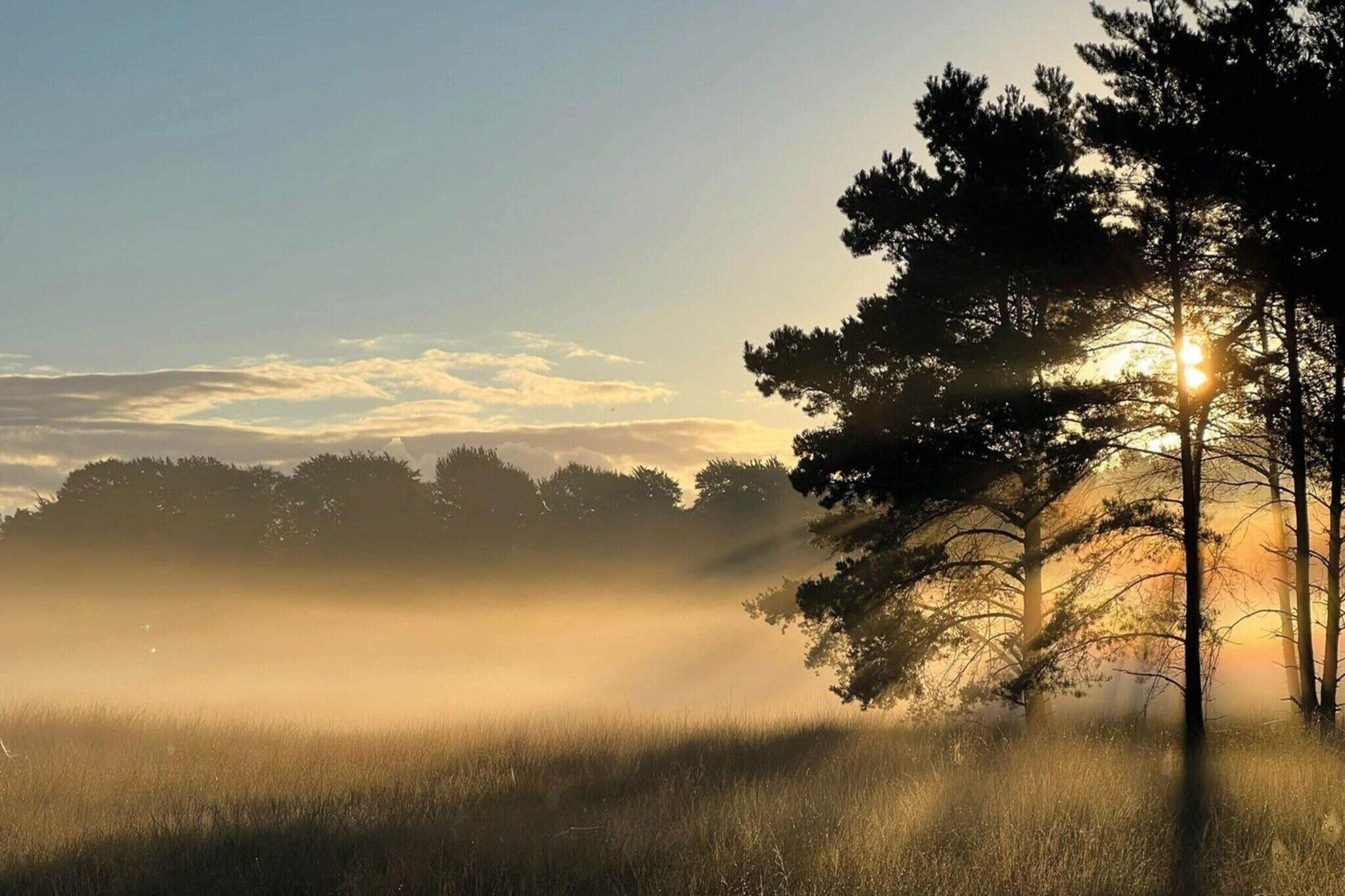 A misty landscape with a clear sky and a tree silhouetted against the sun.