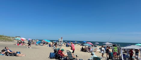 Lettini da mare