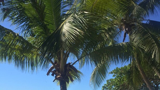 A beach with palm trees, a clear blue sky, and the ocean.