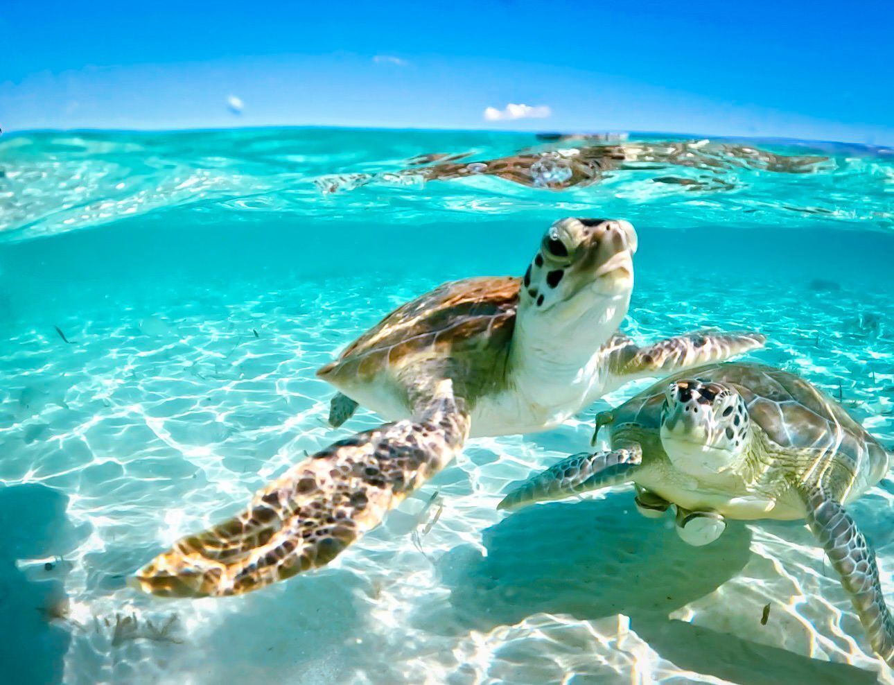 A clear view of a sea turtle swimming in shallow, turquoise water.