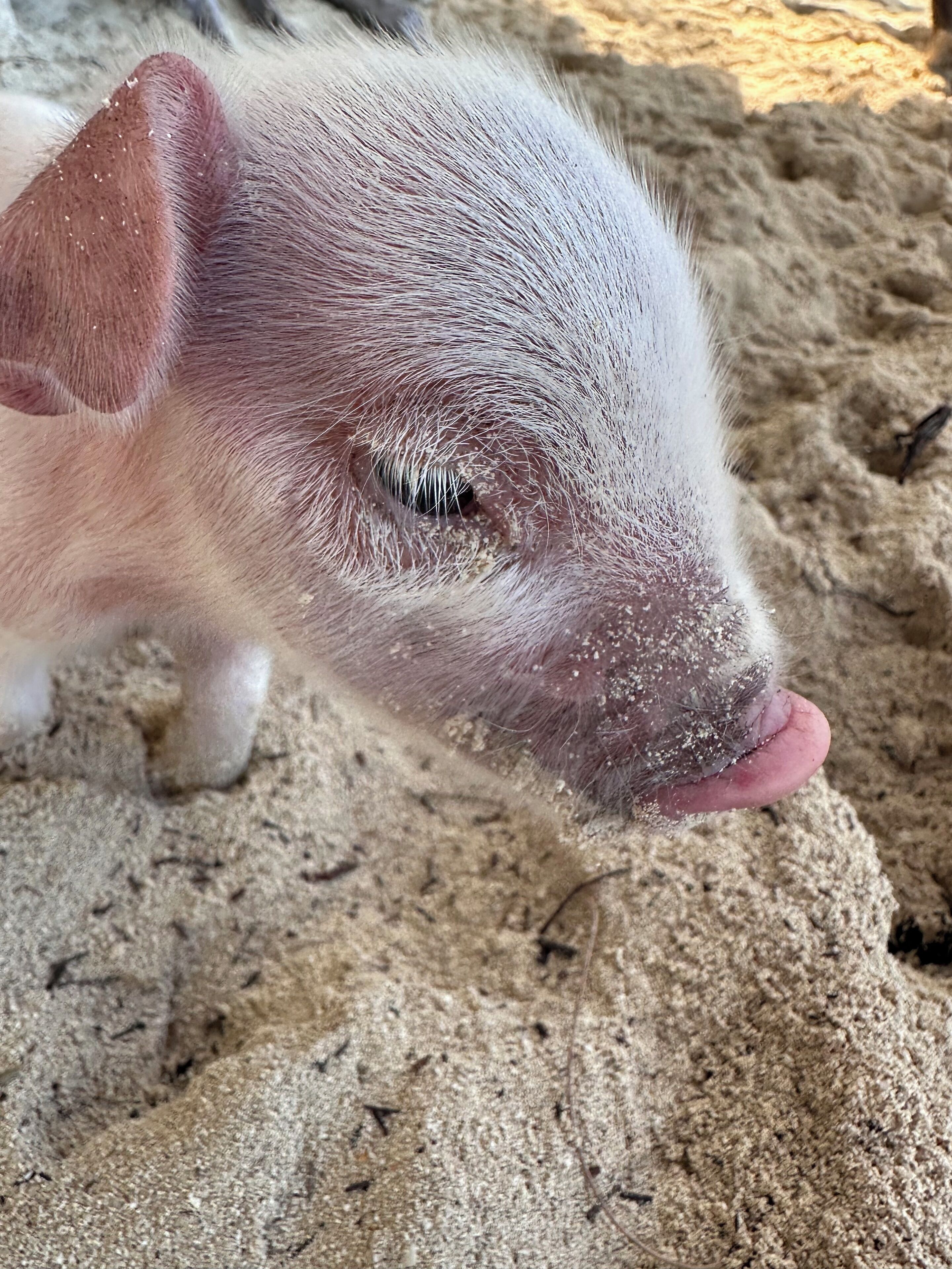 A pig's head with a sandy background.