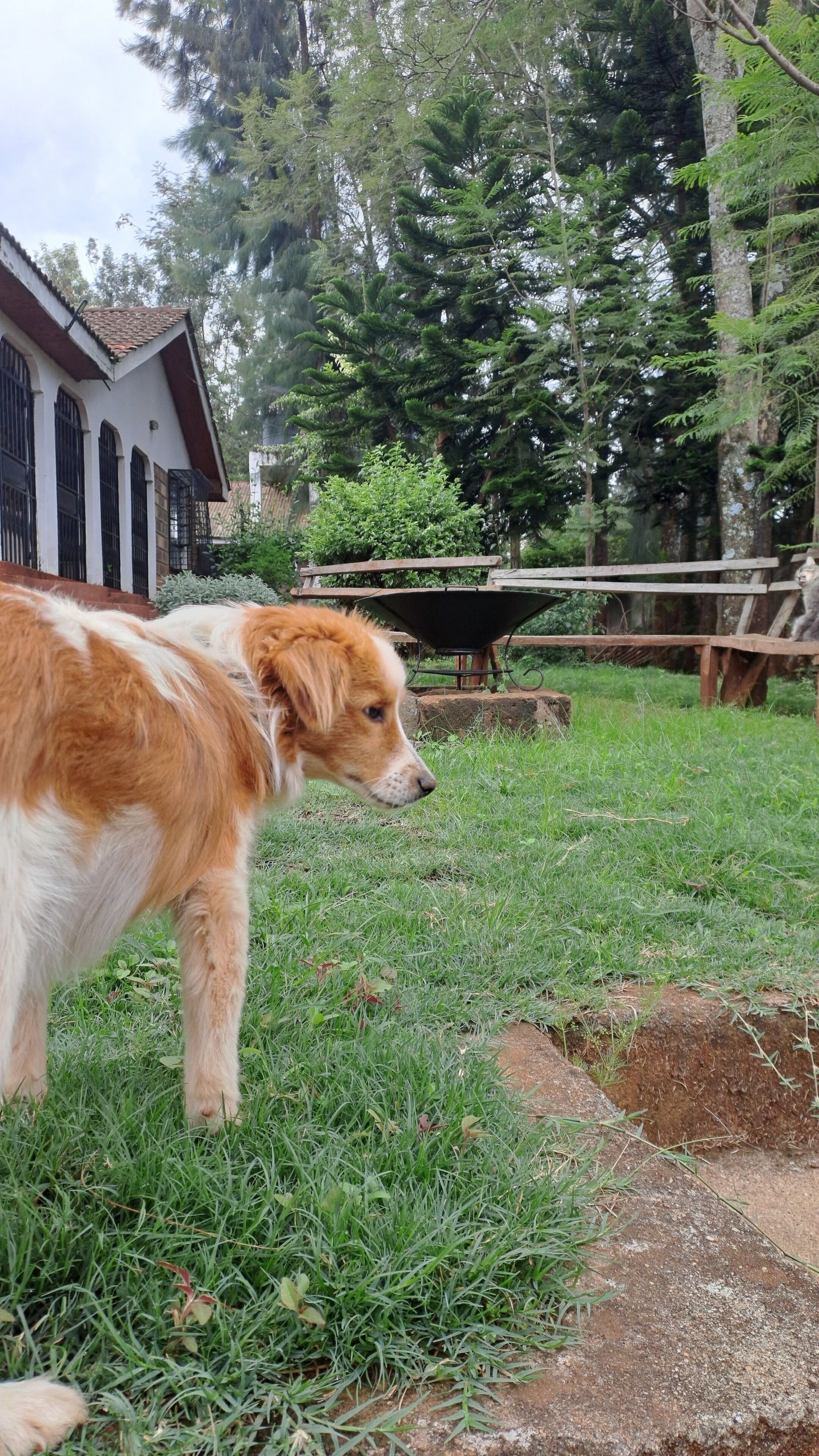 Un perro en un área verde, con una casa al fondo.