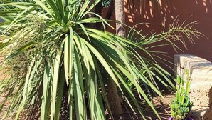 A garden with a large palm tree, a smaller potted plant, and a brick wall. - Charming 2-bedroom cottage with WiFi, AC in lovely Quartu Sant'Elena (Quartu Sant'Elena)