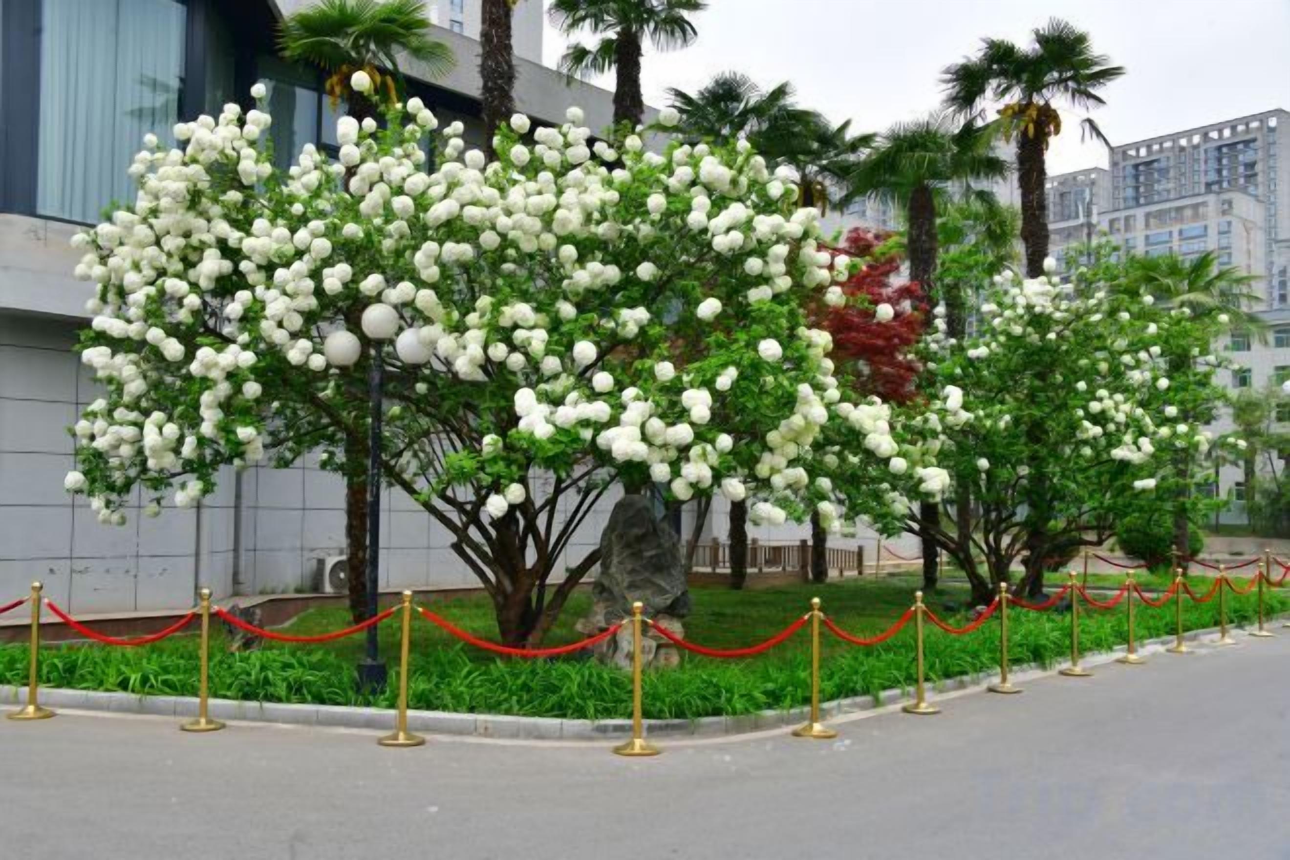 A tree with white blossoms in front of a modern building.