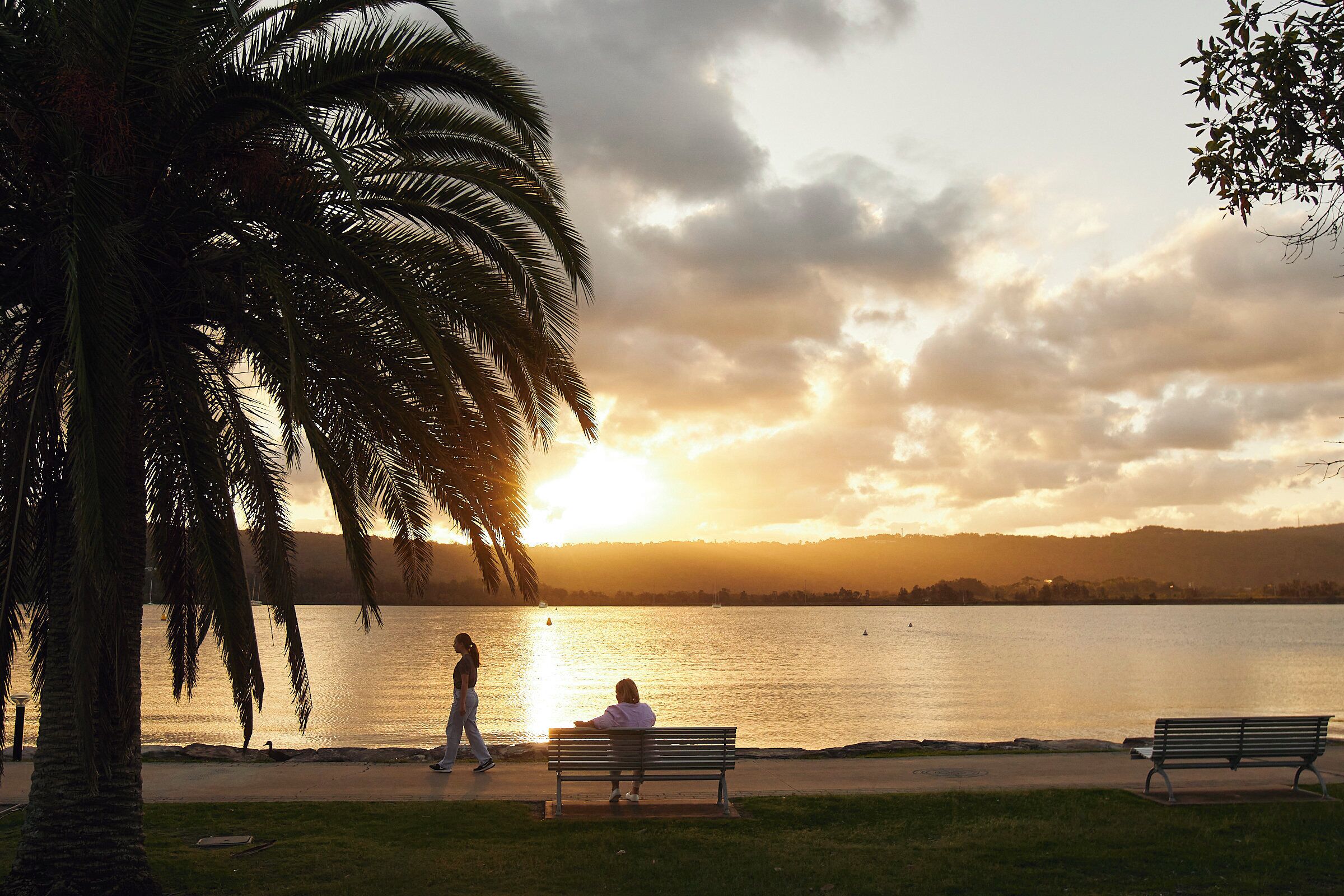 A sunset view over a calm body of water with palm trees and benches along the shore.